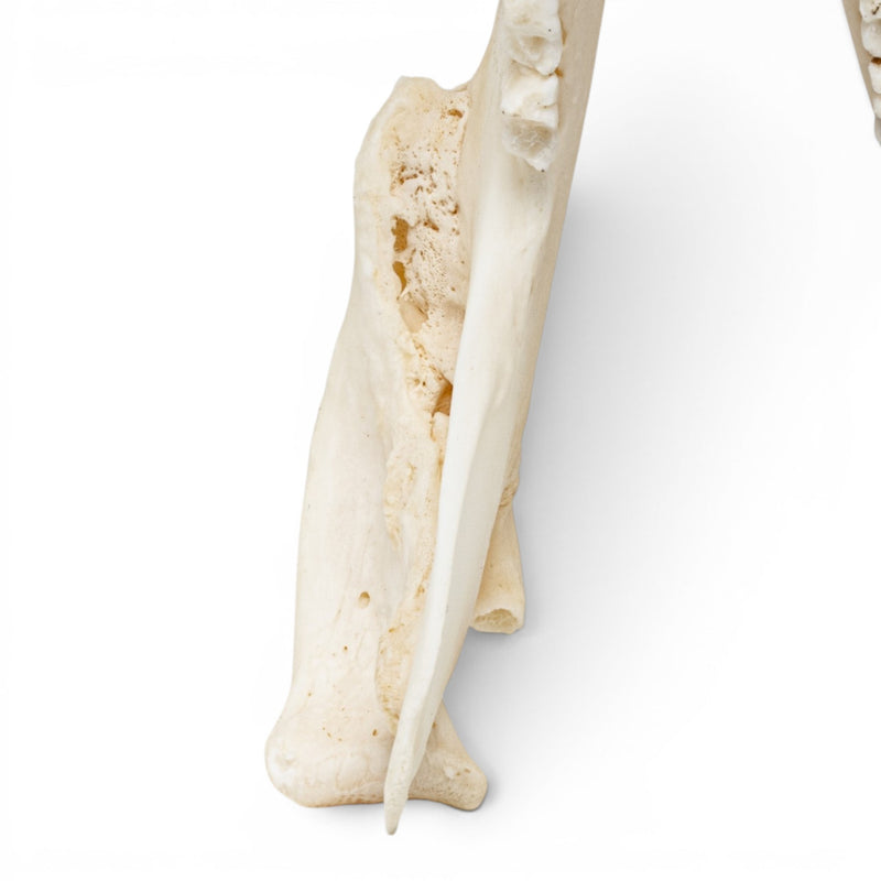 Real American Opossum Skull - Pathology