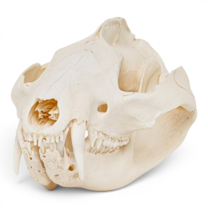 Real American Opossum Skull - Pathology