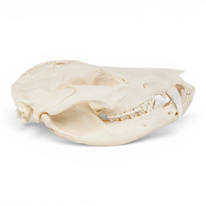 Real American Opossum Skull - Pathology