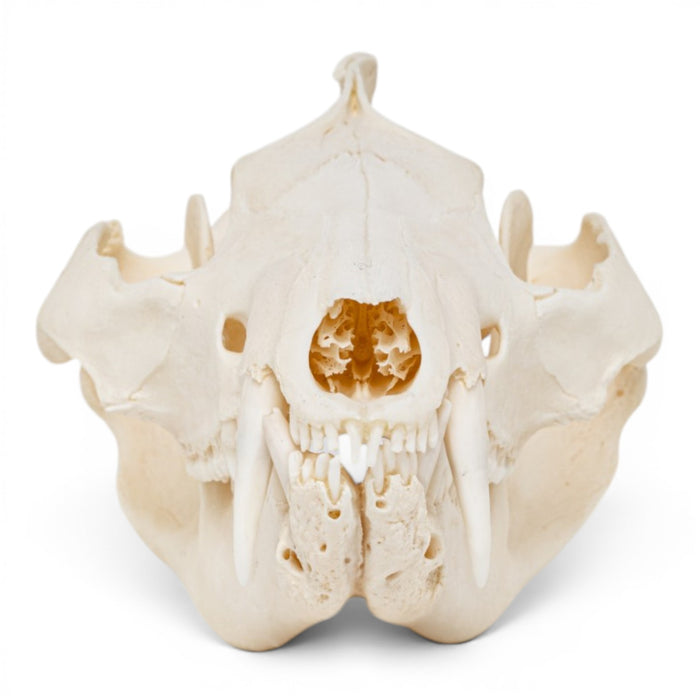Real American Opossum Skull - Pathology