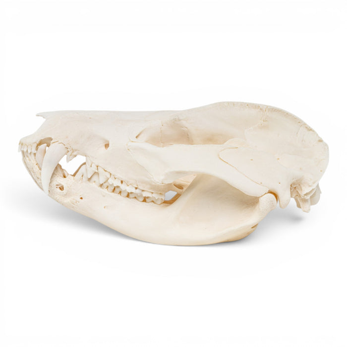 Real American Opossum Skull - Pathology