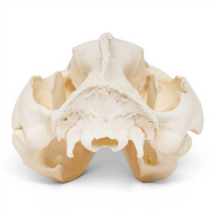 Real American Opossum Skull - Pathology