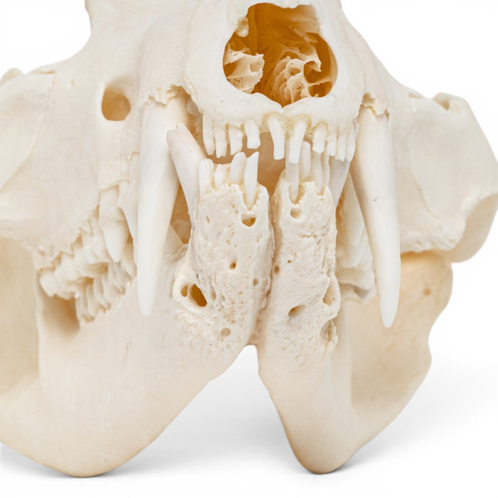 Real American Opossum Skull - Pathology