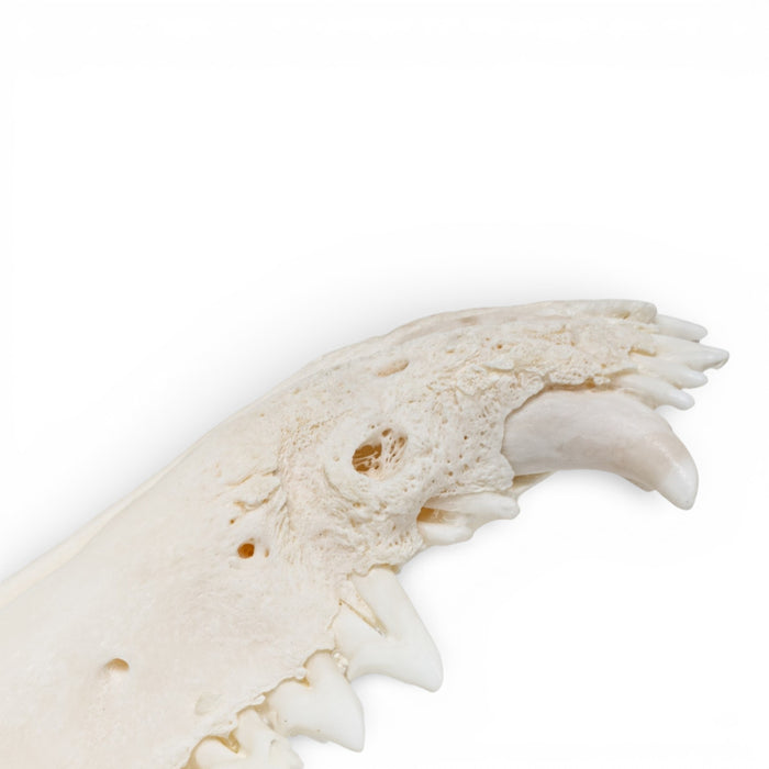 Real American Opossum Skull - Pathology