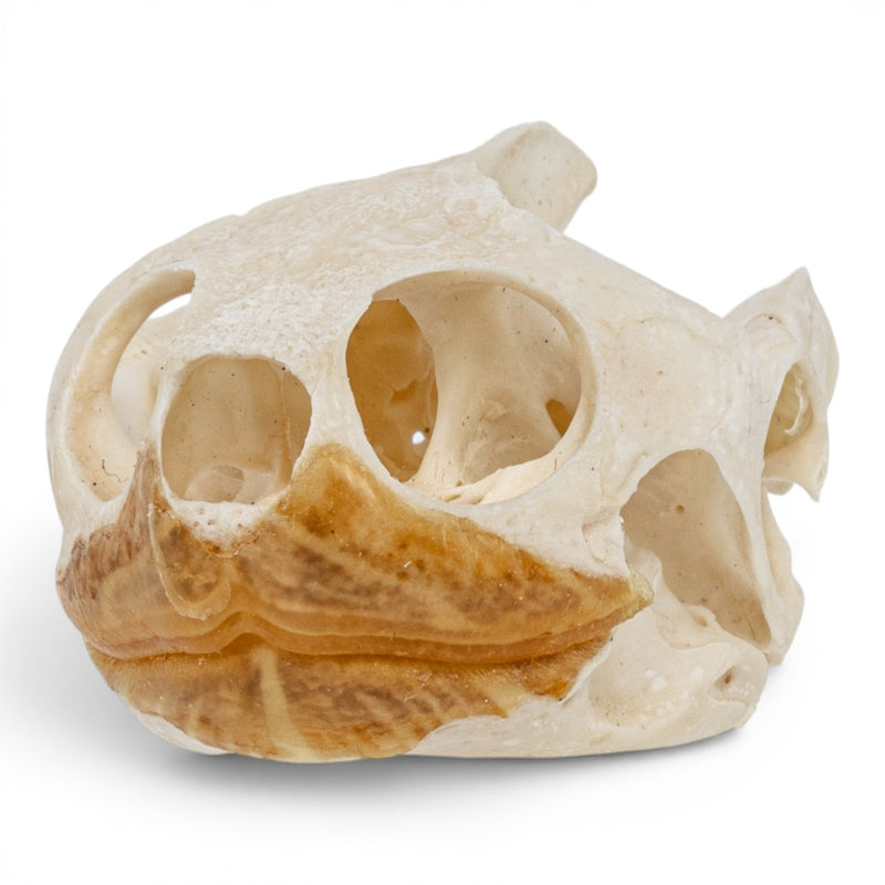 Real Pond Turtle Skull