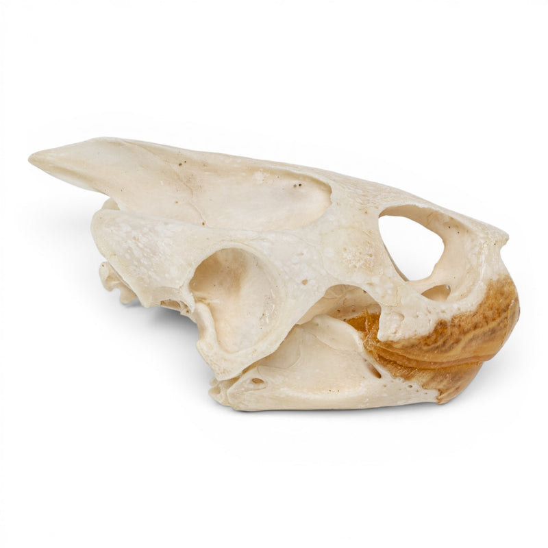 Real Pond Turtle Skull