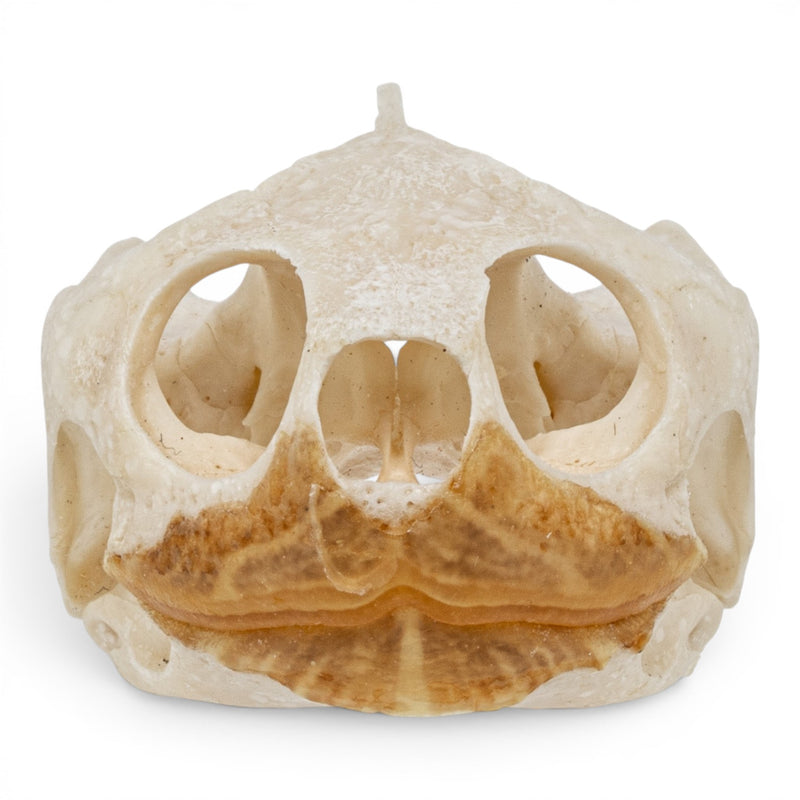 Real Pond Turtle Skull