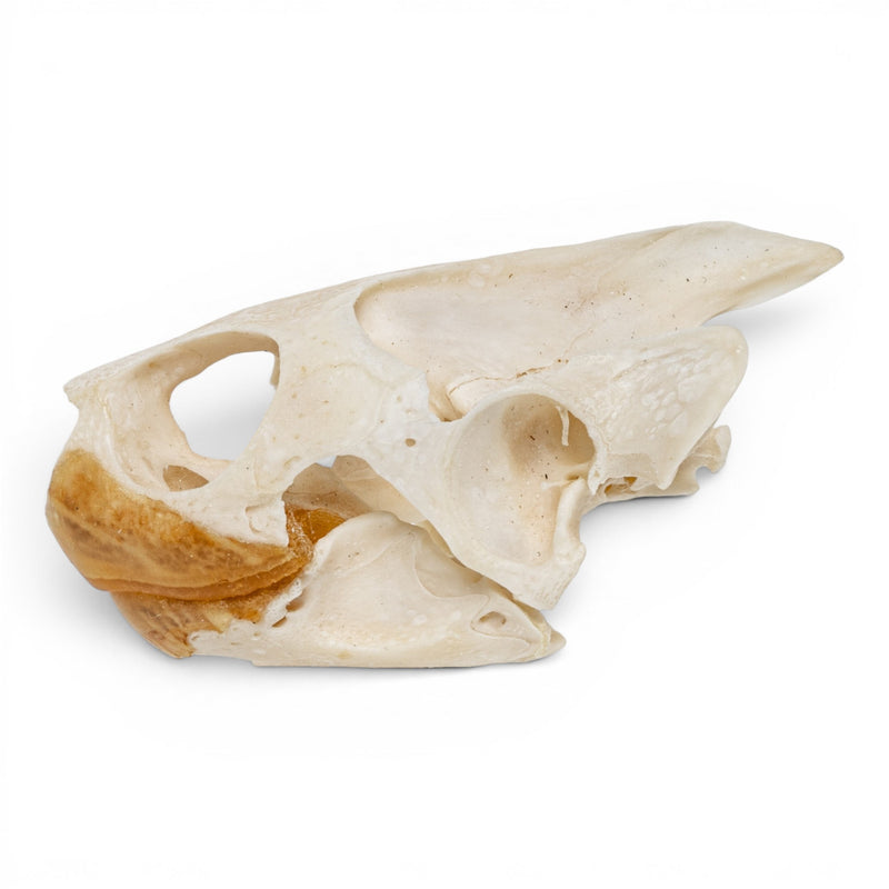 Real Pond Turtle Skull