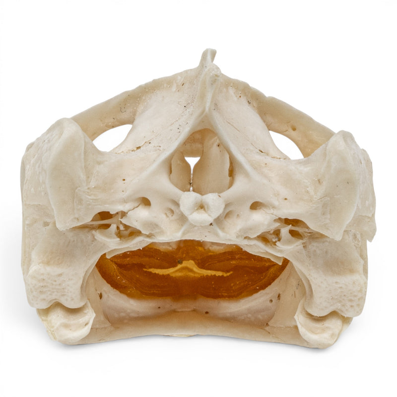 Real Pond Turtle Skull