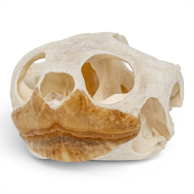 Real Pond Turtle Skull