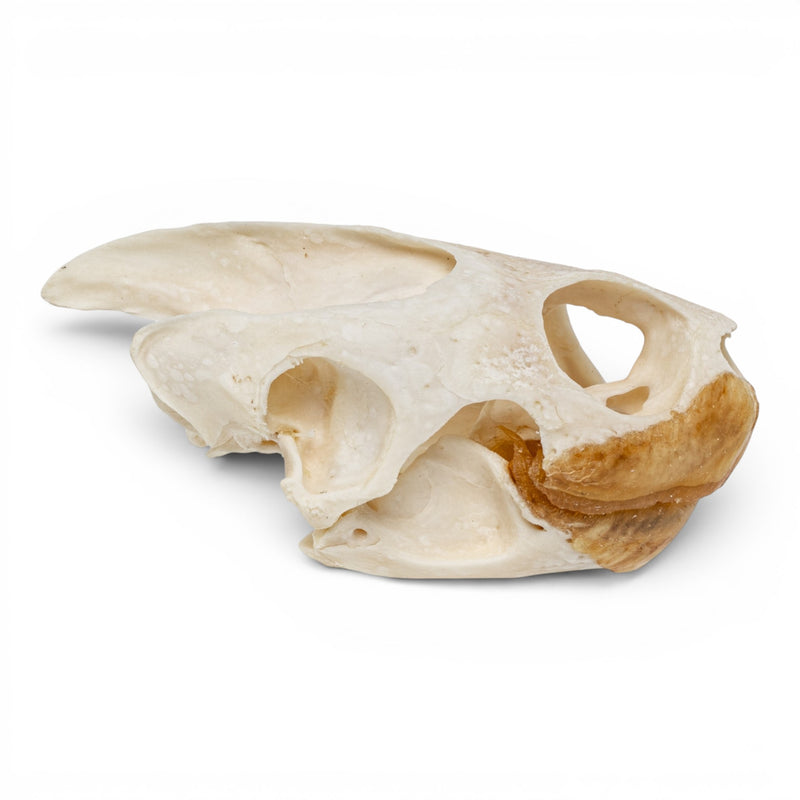 Real Pond Turtle Skull