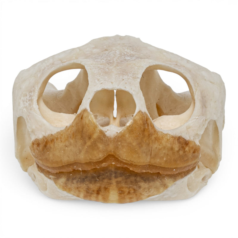Real Pond Turtle Skull