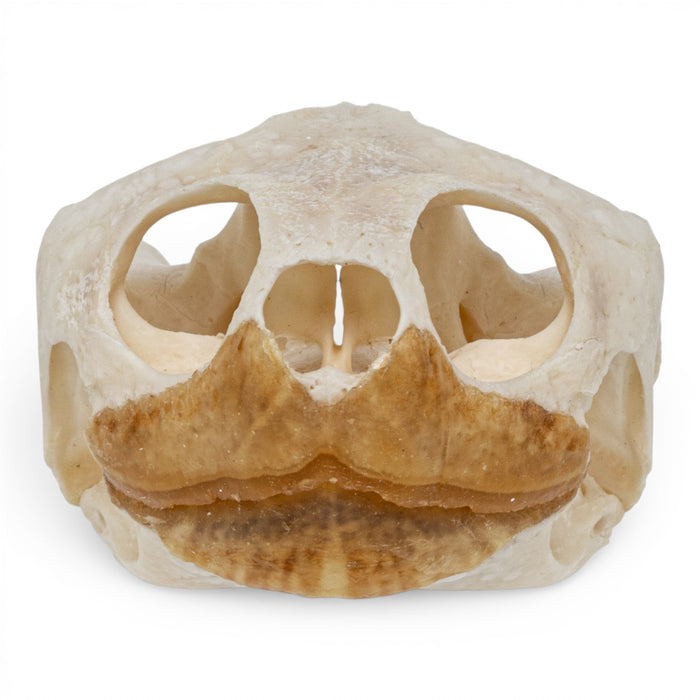 Real Pond Turtle Skull