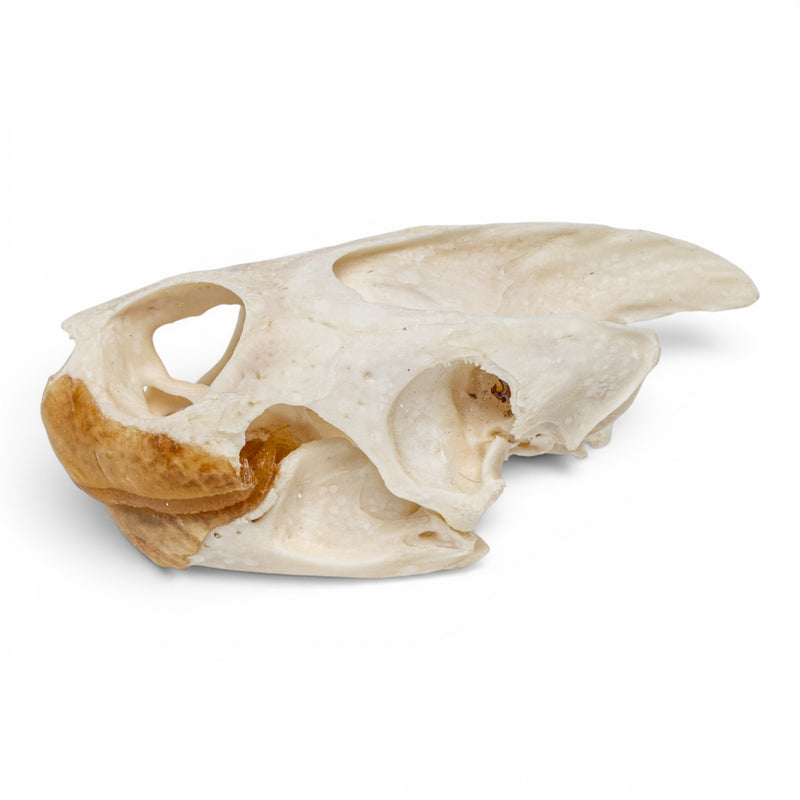 Real Pond Turtle Skull