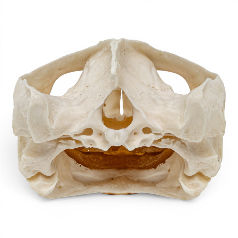 Real Pond Turtle Skull