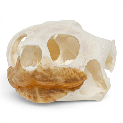 Real Pond Turtle Skull