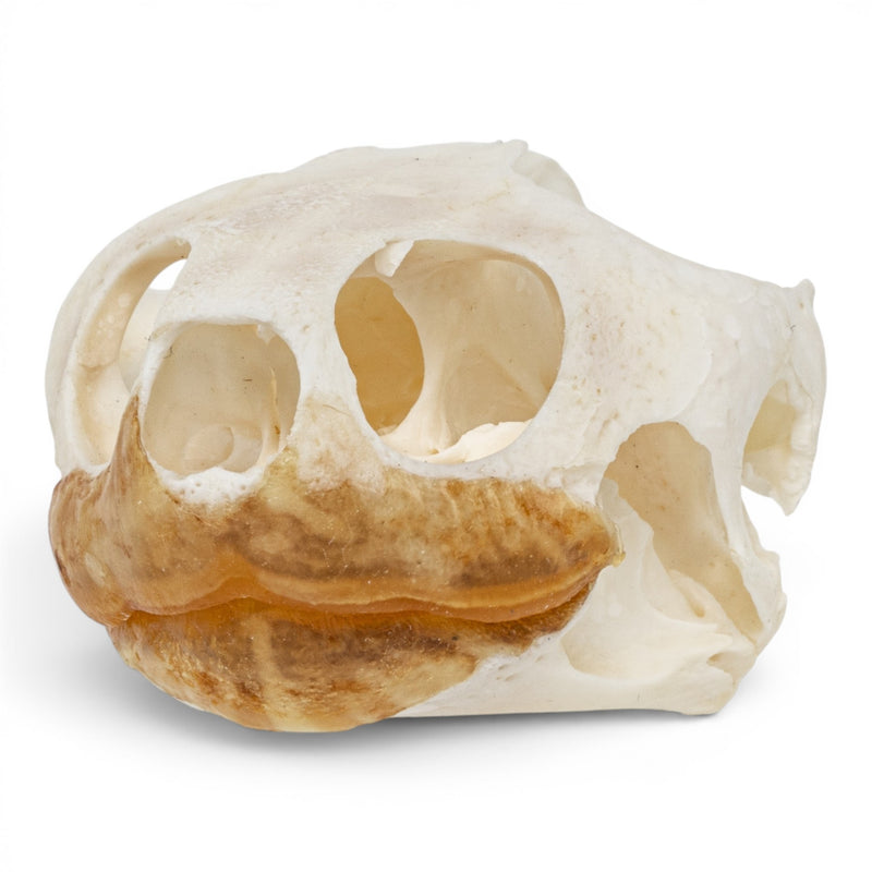 Real Pond Turtle Skull