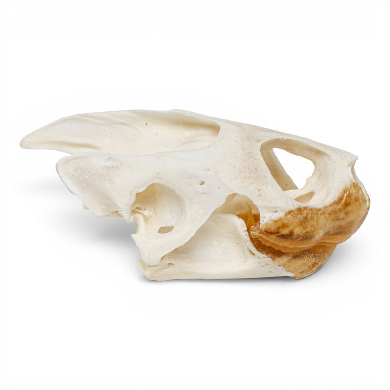 Real Pond Turtle Skull