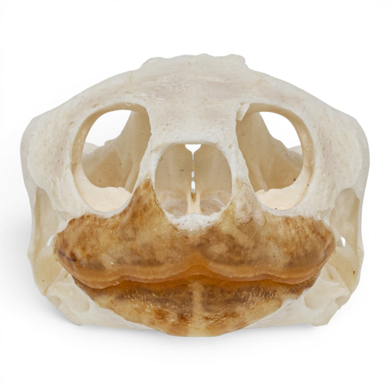Real Pond Turtle Skull