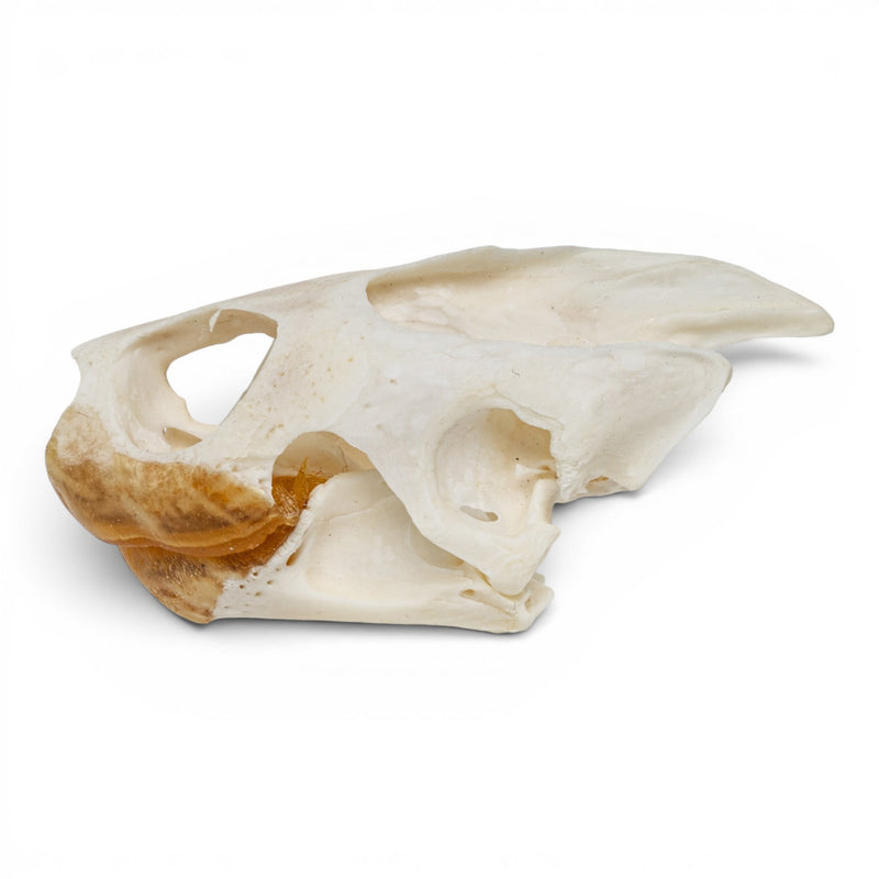 Real Pond Turtle Skull