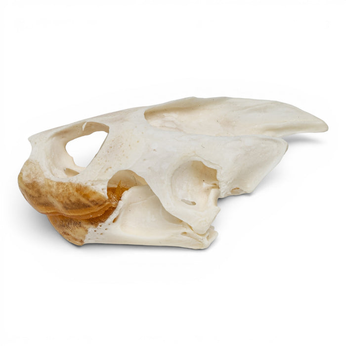Real Pond Turtle Skull