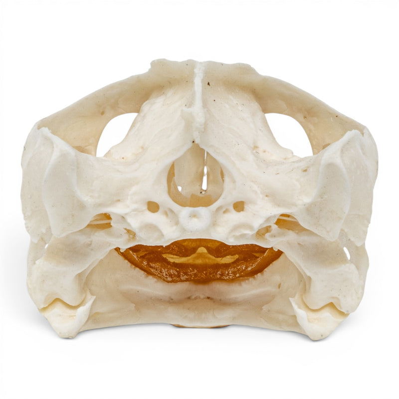Real Pond Turtle Skull