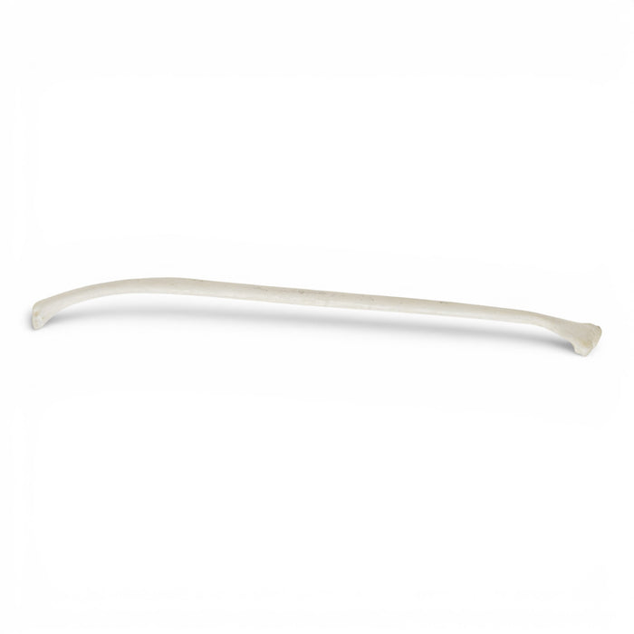 Real Ferret Baculum