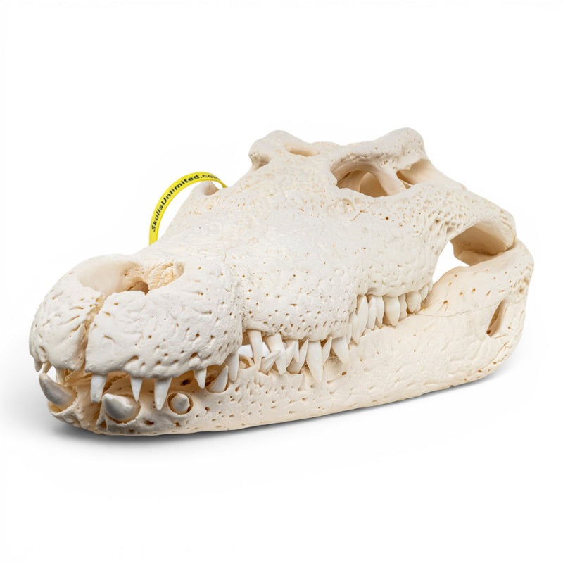 Real Nile Crocodile Skeleton - Disarticulated