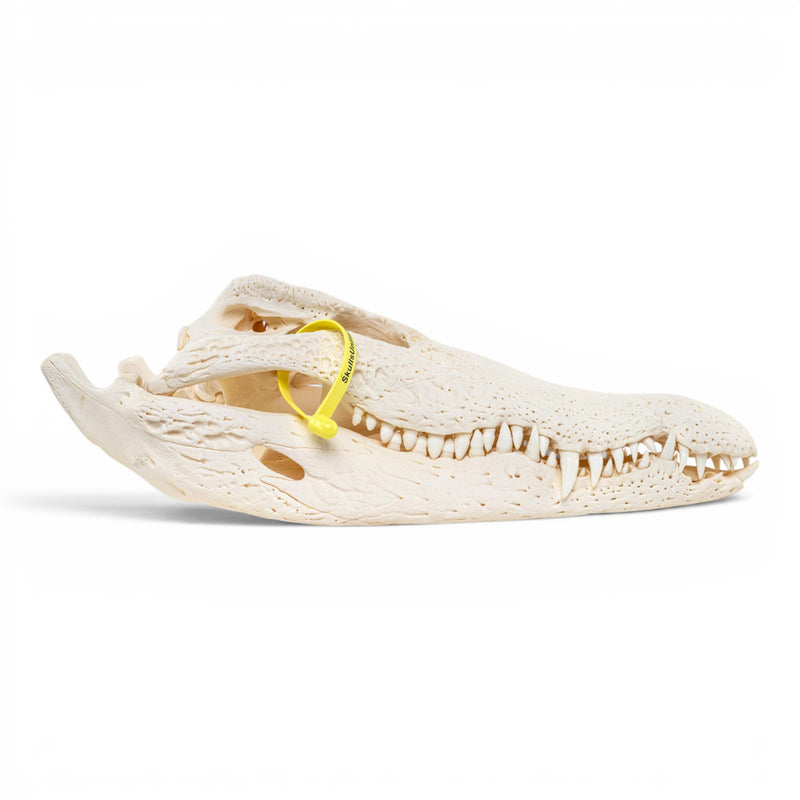 Real Nile Crocodile Skeleton - Disarticulated