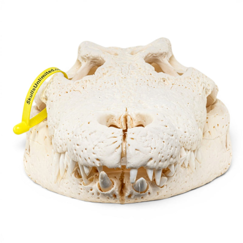 Real Nile Crocodile Skeleton - Disarticulated