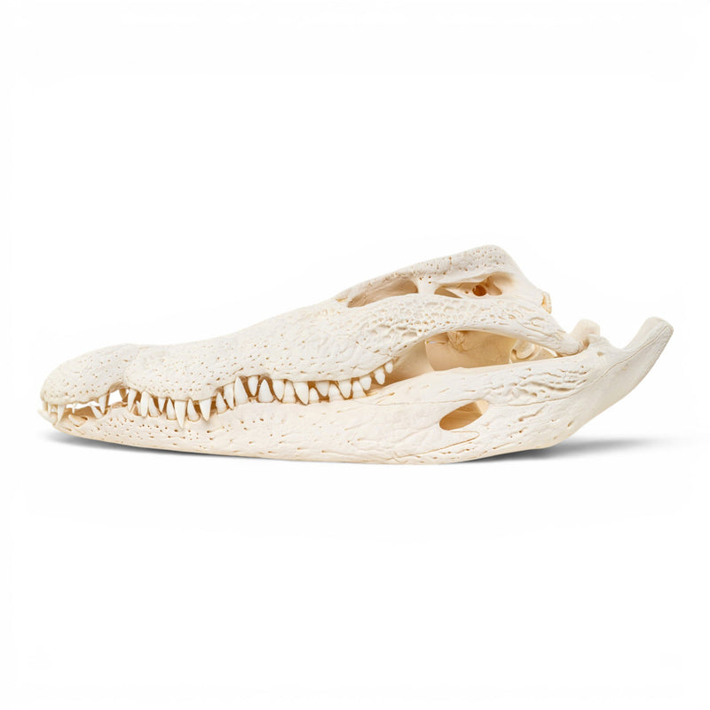 Real Nile Crocodile Skeleton - Disarticulated