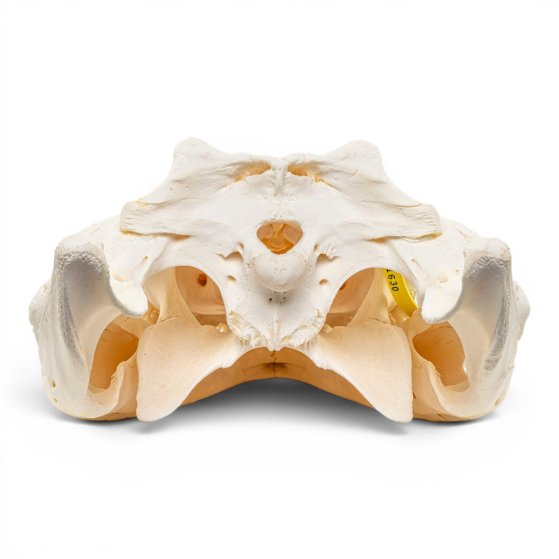 Real Nile Crocodile Skeleton - Disarticulated