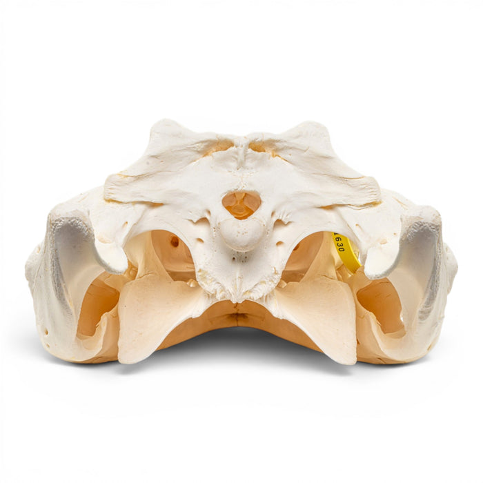 Real Nile Crocodile Skeleton - Disarticulated