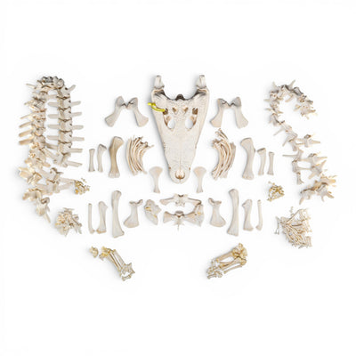 Real Nile Crocodile Skeleton - Disarticulated