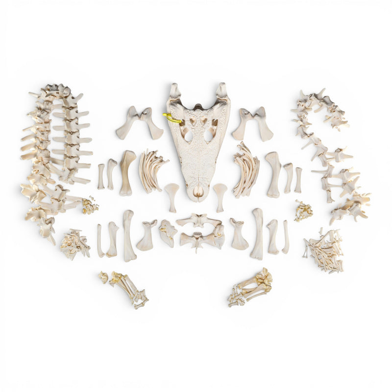 Real Nile Crocodile Skeleton - Disarticulated