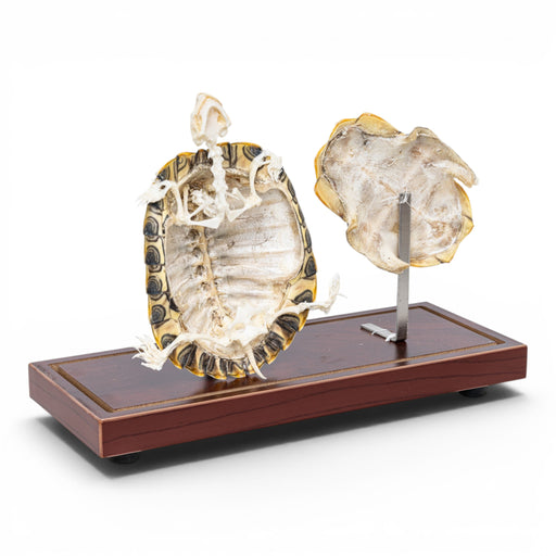 Real Turtle With Scutes Economy Skeleton For Sale — Skulls