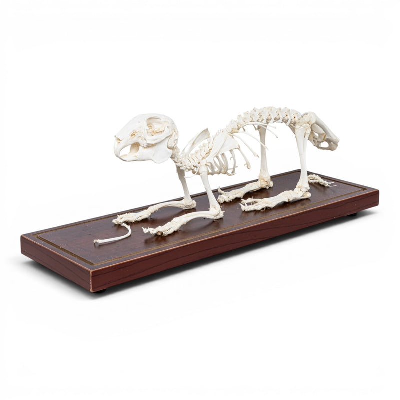 Real Domestic Rabbit Skeleton - Economy