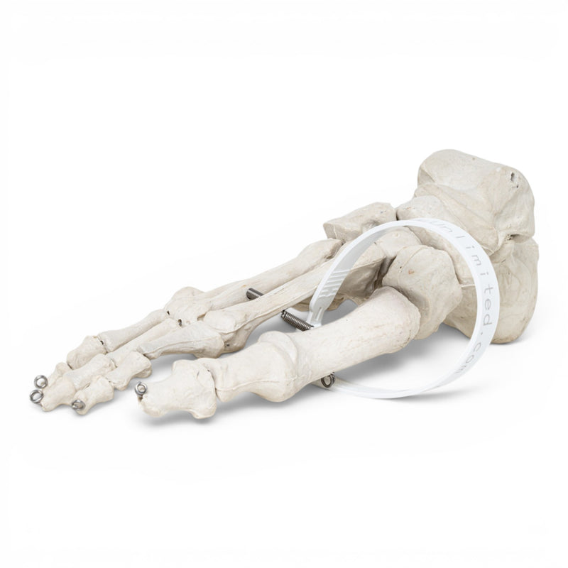Replica Human Foot