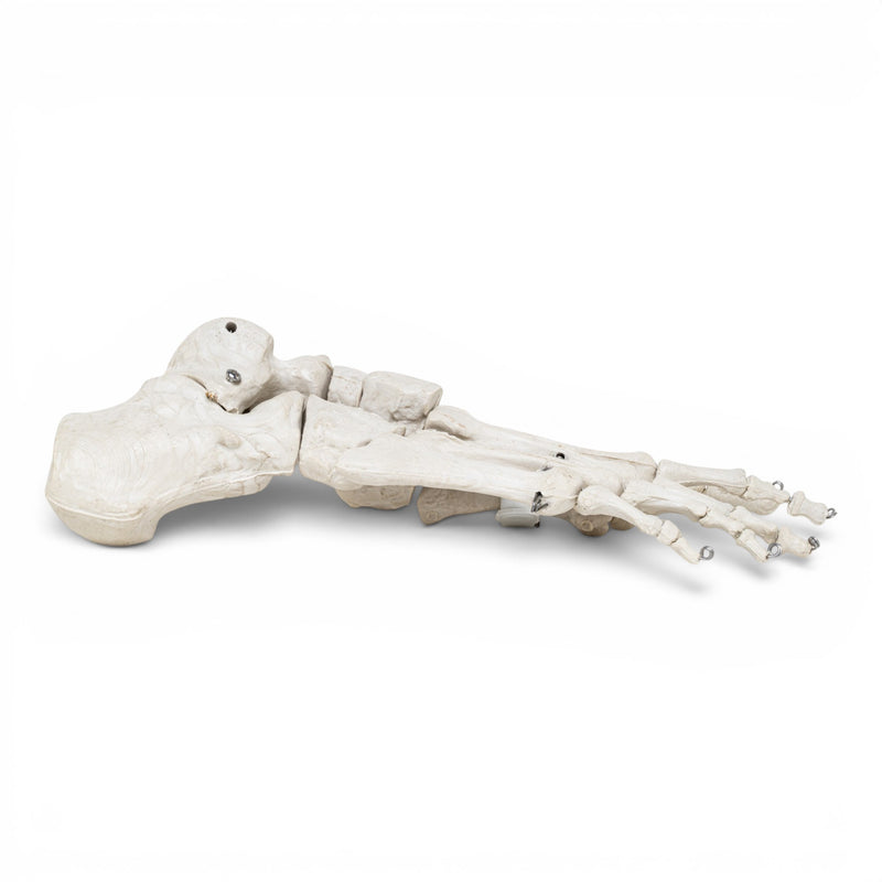 Replica Human Foot