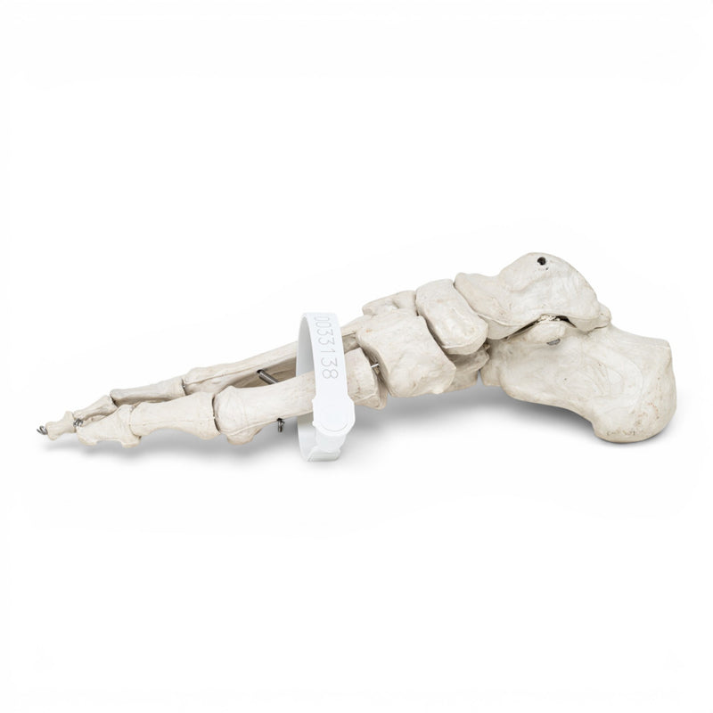 Replica Human Foot