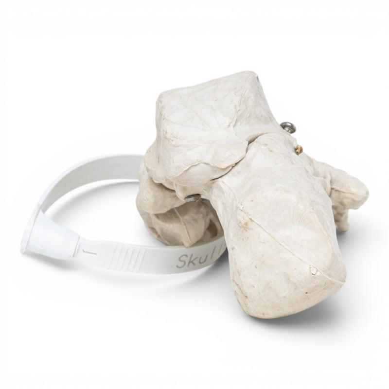 Replica Human Foot