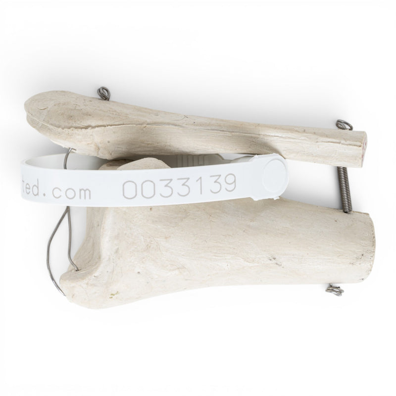 Replica Human Partial Leg Bones