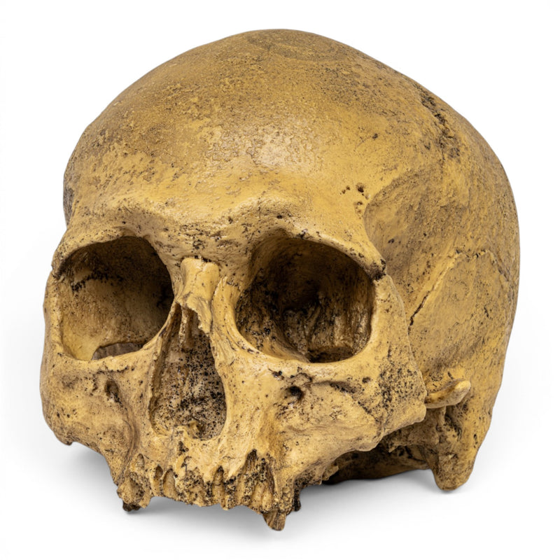 Replica Cro-Magnon Cranium