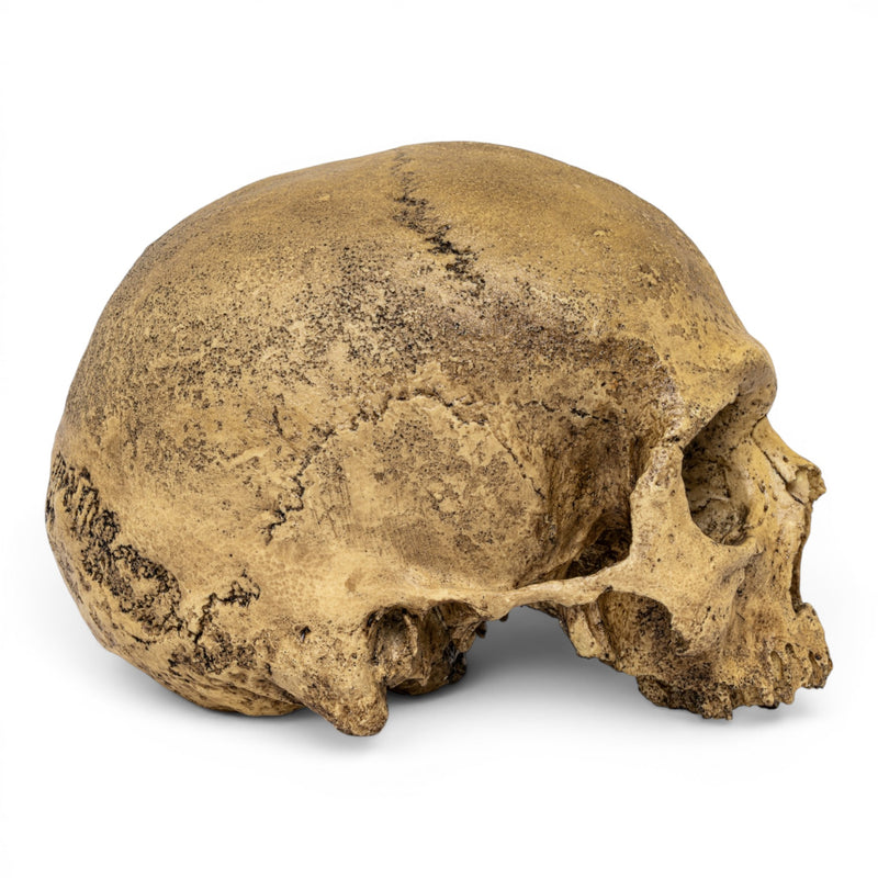 Replica Cro-Magnon Cranium