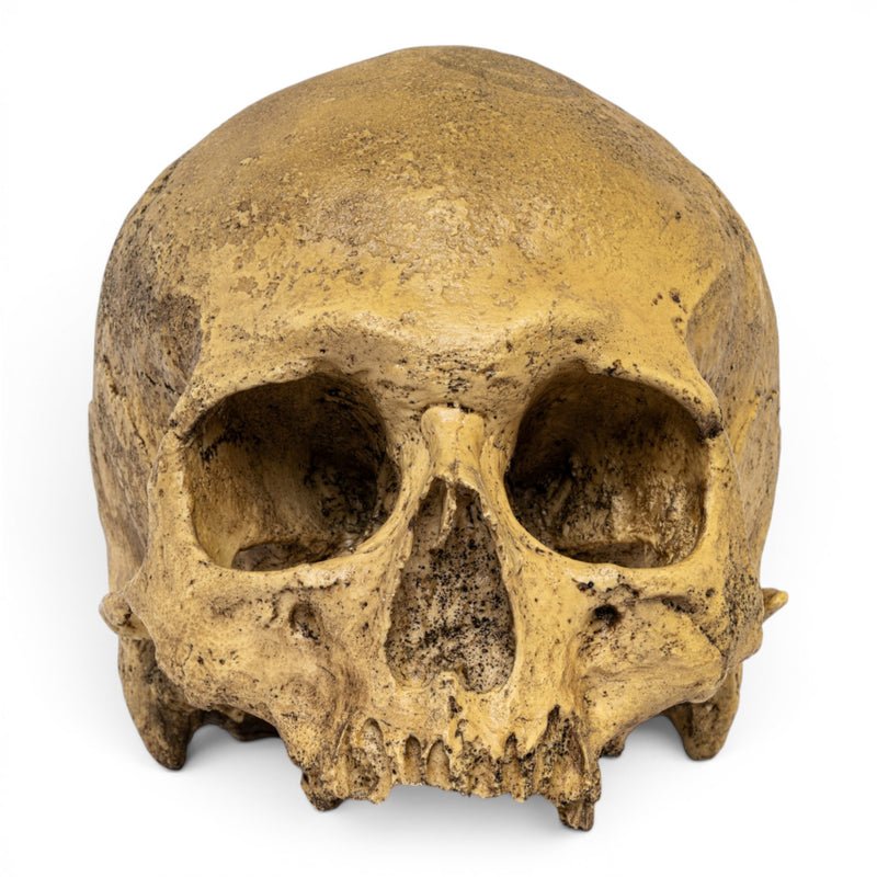 Replica Cro-Magnon Cranium