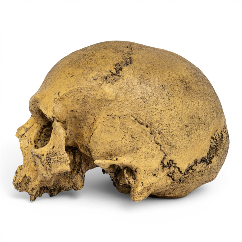 Replica Cro-Magnon Cranium