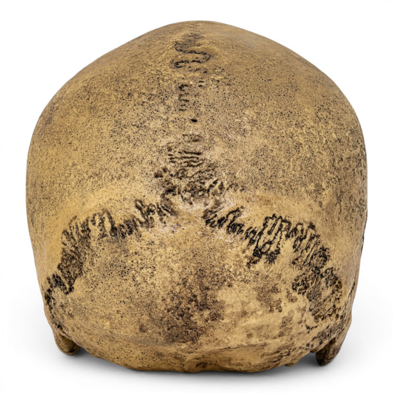 Replica Cro-Magnon Cranium