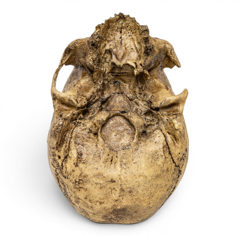 Replica Cro-Magnon Cranium