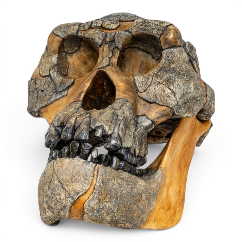 Replica Australopithecus afarensis Skull