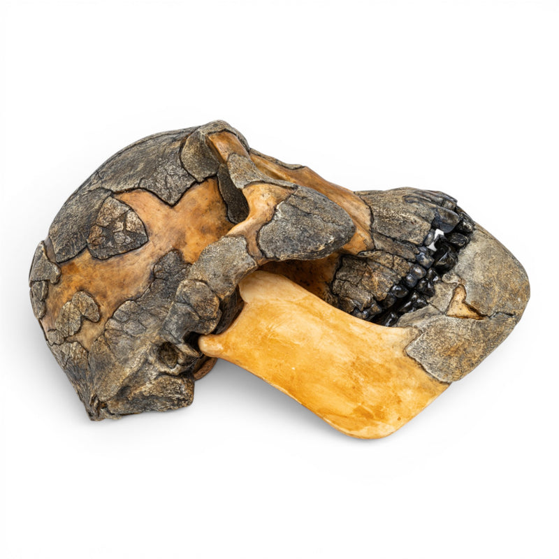 Replica Australopithecus afarensis Skull